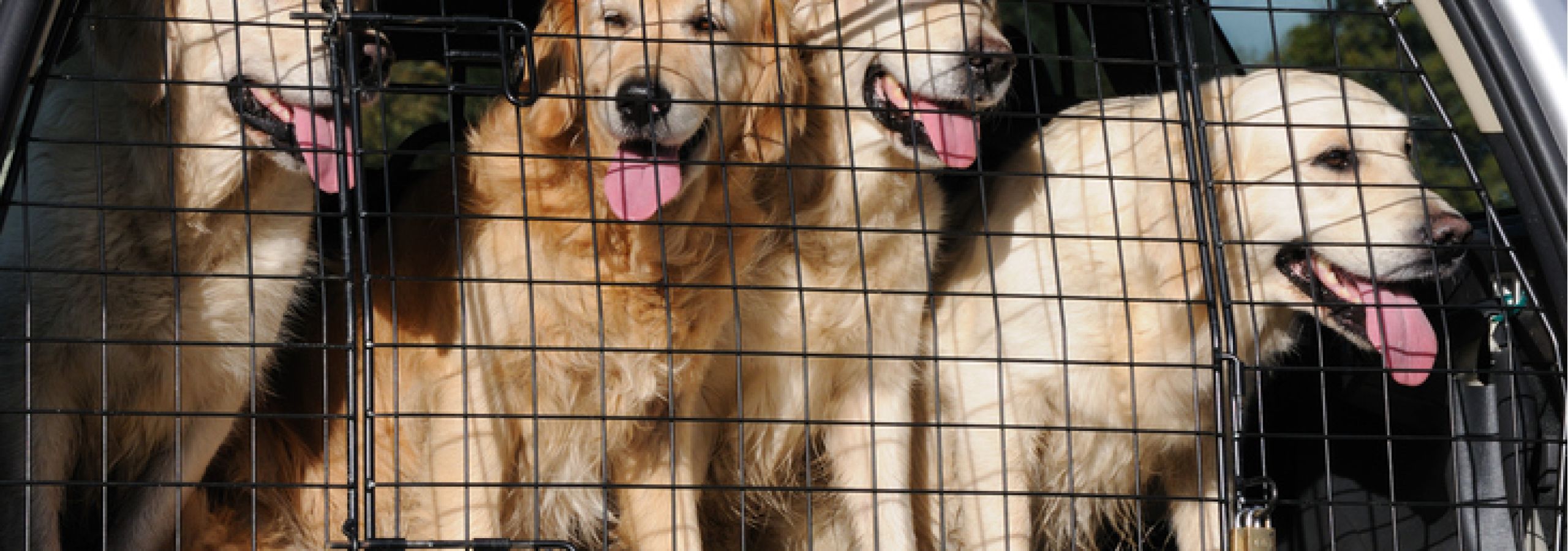 Transporting animals safely is a requirement in British Columbia