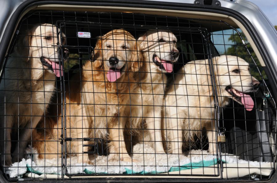 Transporting animals safely is a requirement in British Columbia